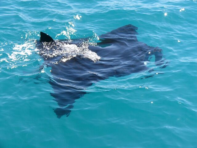 Manta at Low Islet